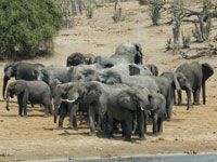 African Bush Elephants in Botswana