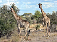 Two Giraffes in Botswana, Africa
