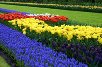 Tulips and Other Flowers in the Keukenhof Gardens