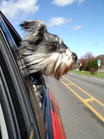 Dog in Car