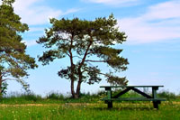 Park with Picnic Table in Summer