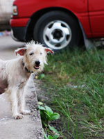 Traveling with Pet Dog